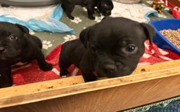 Staffordshire Bull Terrier dogs for sale: Staffordshire bull terrier puppies - Advert 10