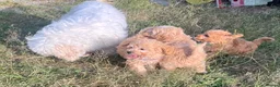 Cavapoochon dogs for sale: Cavapoochon girl puppies  - Advert 10
