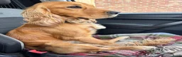 Cocker Spaniel dogs for stud: Handsome Golden Working Cocker for Stud KC Reg - Advert 9