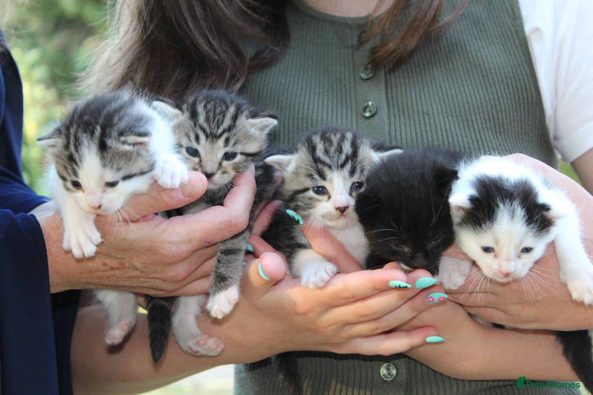 Domestic Shorthair cats 5 Cuddle kittens ready for homes - Advert 1