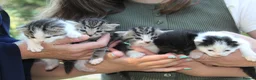 Domestic Shorthair cats for sale: 5 Cuddle kittens ready for homes - Advert 1
