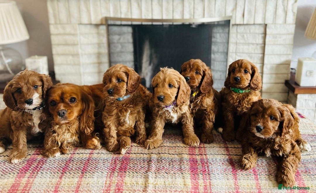 Cavapoo dogs for sale: Adorable Health Tested Cavapoo Puppies - Image 3
