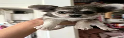 Chihuahua dogs for sale: Adorable pure chihuahua puppies  in Hull - Advert 11