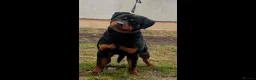 Rottweiler dogs for sale: Female Rottweiler 16 months old for show& breeding - Advert 4