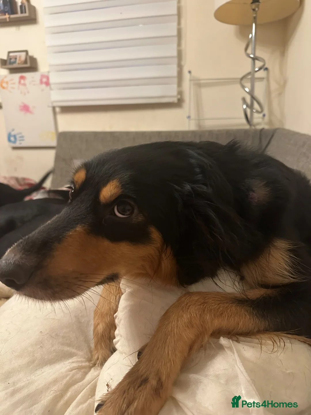 Mixed Breed dogs for sale: Collie German shepherd puppies - Advert 1