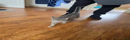 Mixed Breed cats for sale: Beautiful female cat for rehoming  - Advert 6