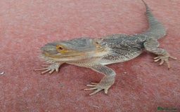 Bearded Dragon reptiles for sale: Year and a half old male bearded dragon incset up - Image 3
