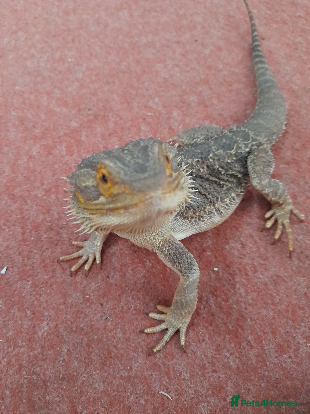 Bearded Dragon reptiles for sale: Year and a half old male bearded dragon incset up - Image 3