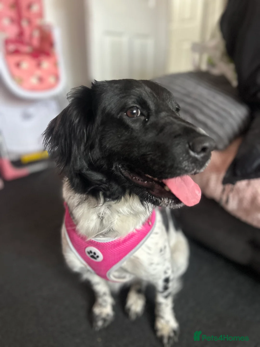 Mixed Breed dogs for sale: Springer x sharpei - Advert 4