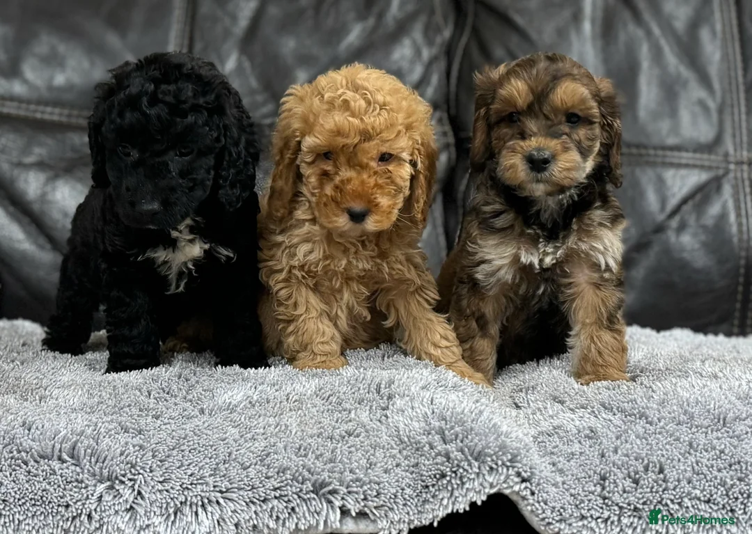Cockapoo dogs for sale: Ready now!!Beautiful mini cockapoo puppy’s🩷🩵 - Advert 34