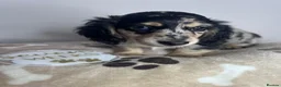 Miniature Dachshund dogs for sale: 🖤 SILVER DAPPLE & CREAM LONGHAIR BOY🖤  - Advert 6