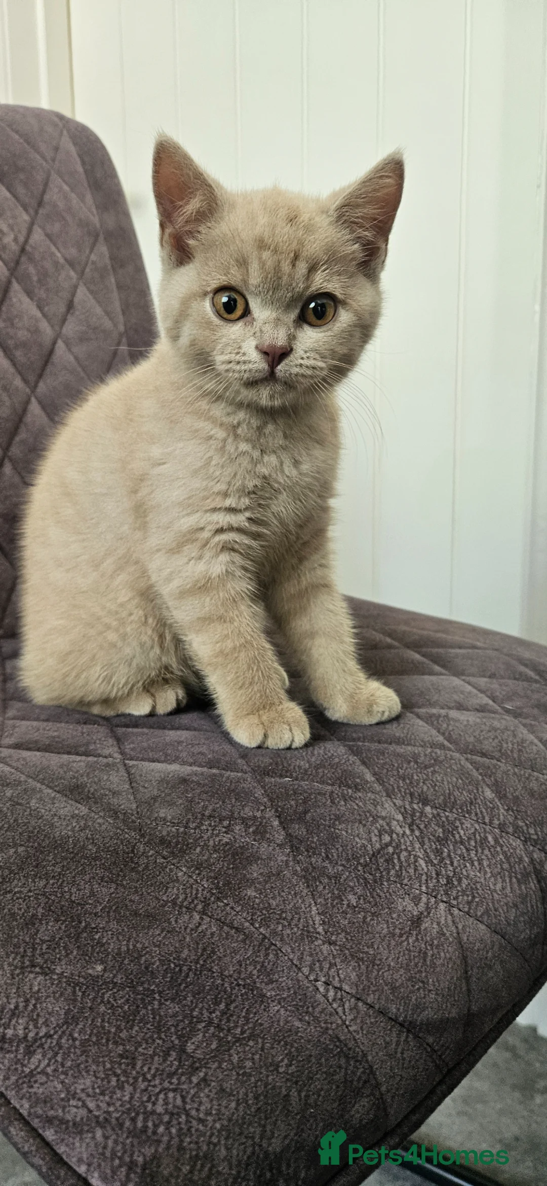 British Shorthair cats for sale: British shorthair blue in Wakefield - Advert 1