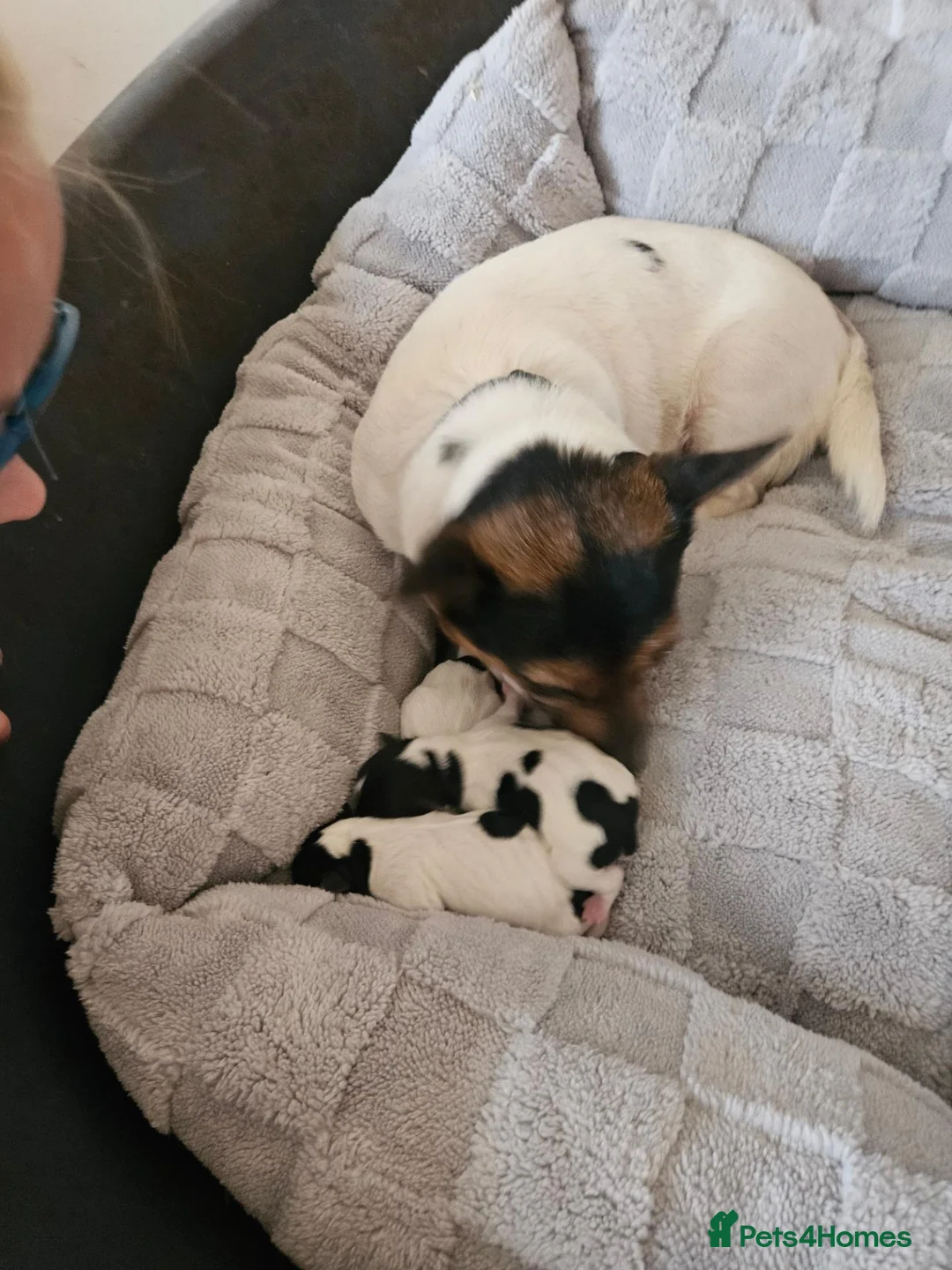 Jack Russell dogs for sale: 1 boy Jack russell pup for sale - Advert 5