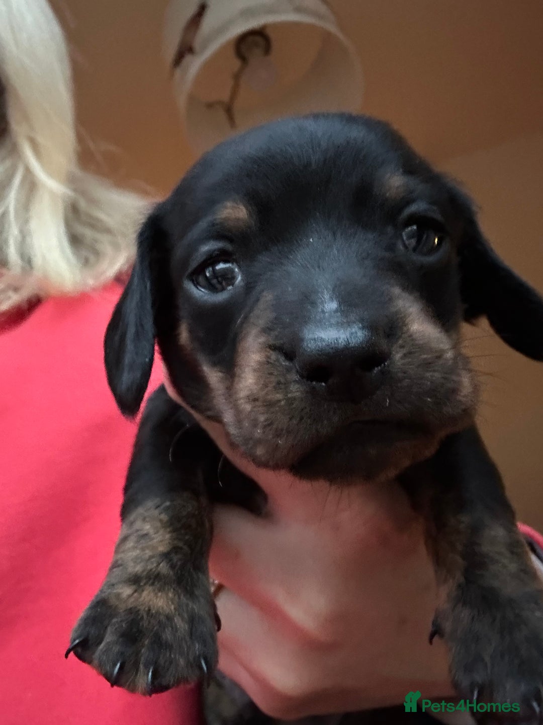 Miniature Dachshund dogs for sale: Ready Soon - Gorgeous KC Reg. Miniature Dachshund - Advert 17