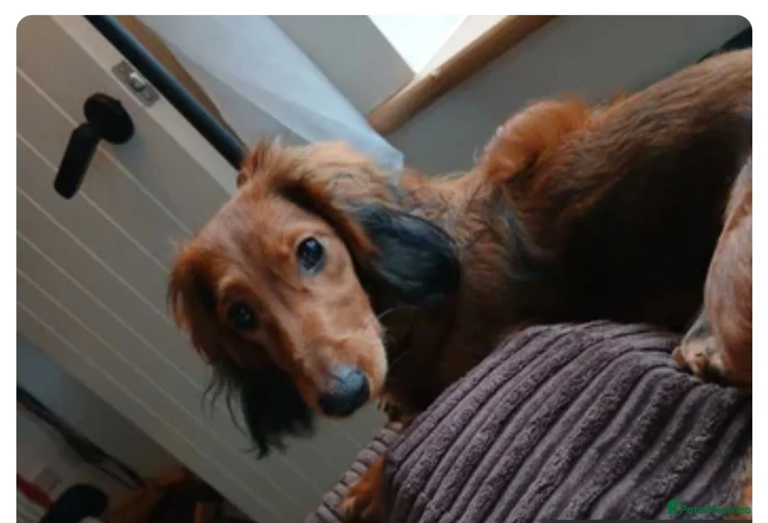 Dachshund dogs for sale: Beautiful longhaired red miniature girl - Advert 1