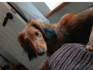 Dachshund dogs Beautiful longhaired red miniature girl - Advert 1
