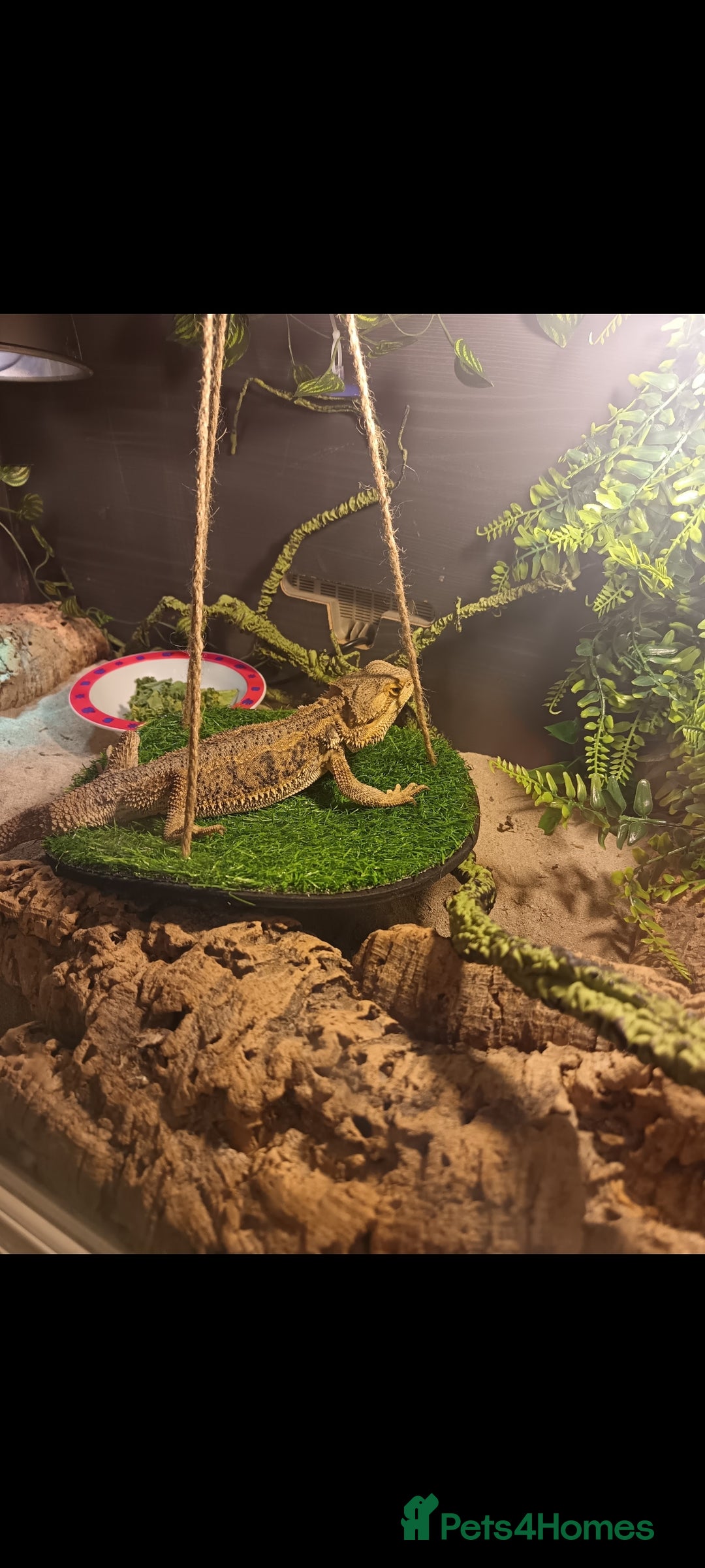 Bearded Dragon reptiles for sale: Leonard the bearded dragon  - Advert 7
