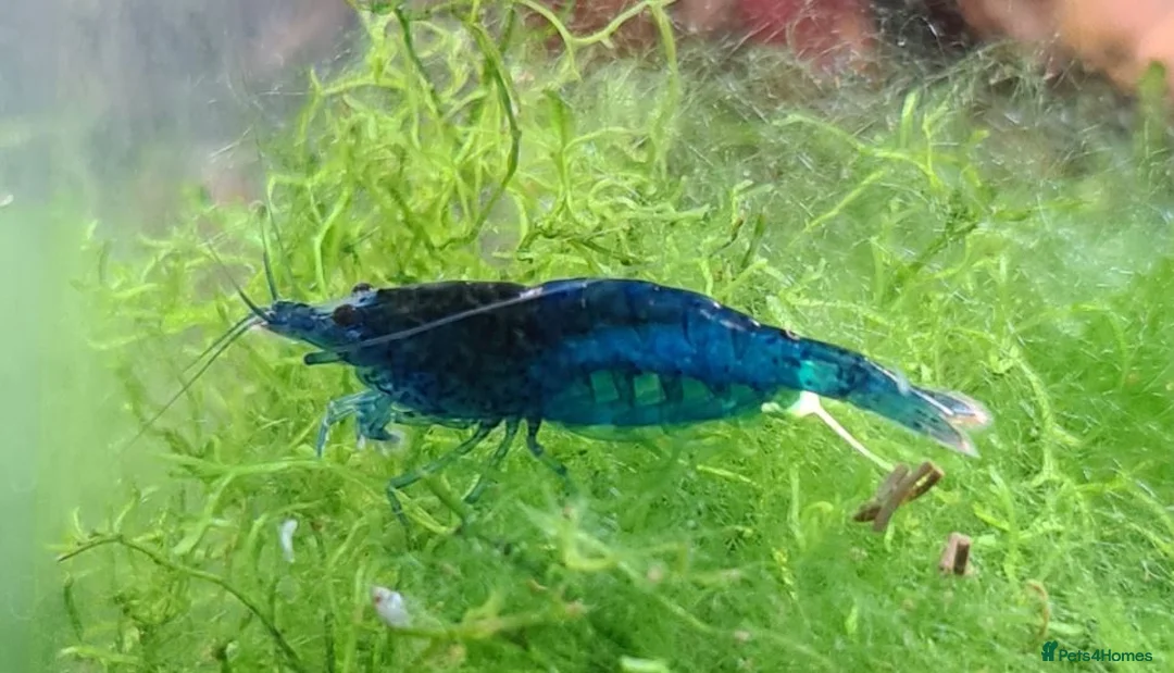 Shrimps fish for sale: 🔥Juv. RED, BLUE & YELLOW SHRIMP🦐 + free plant 🍃 - Advert 2