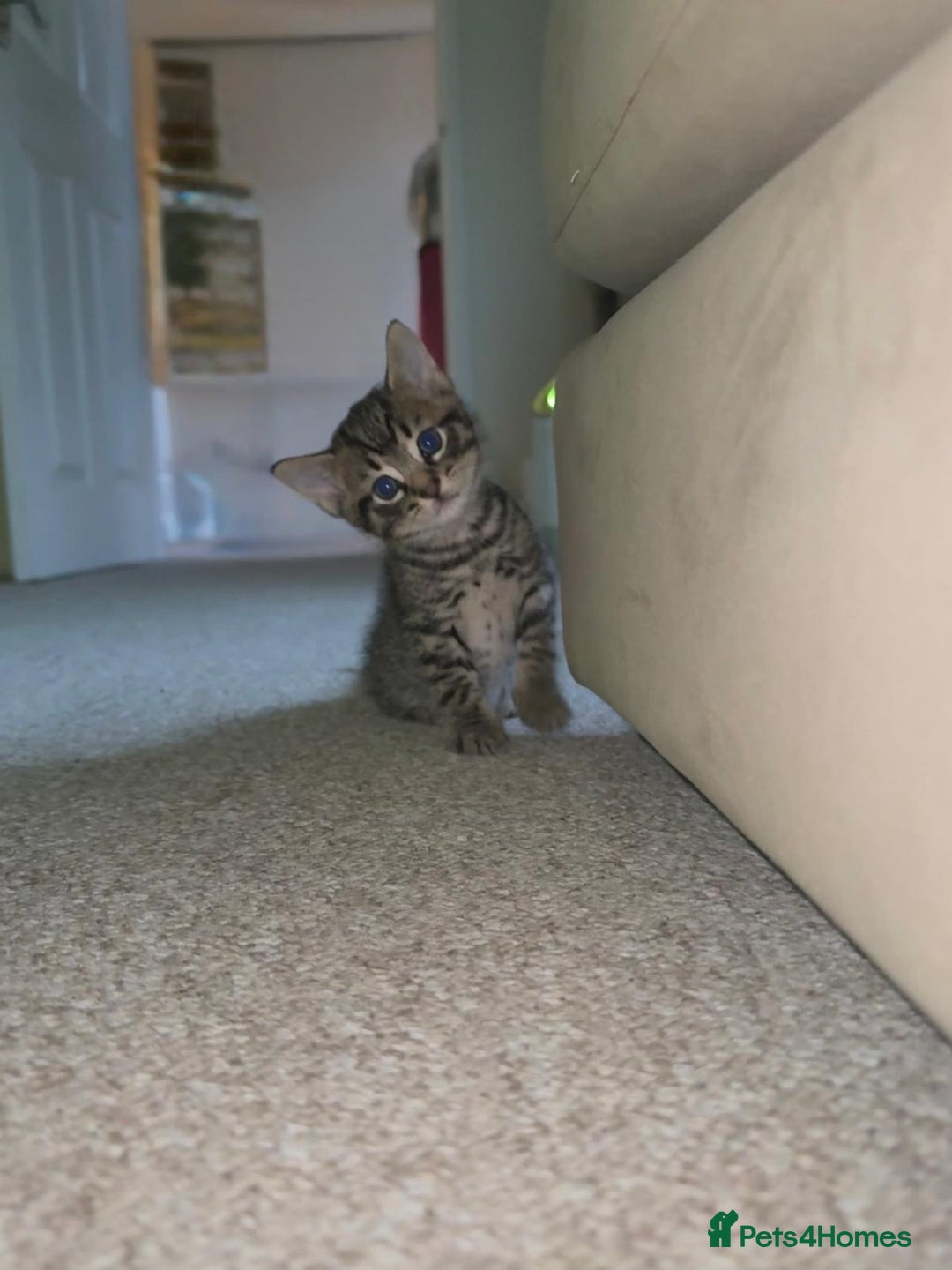 Bengal cats for sale: Kittens for sale- Ready soon 🐾 🩷💙 - Image 8