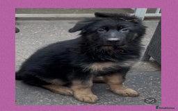 German Shepherd dogs for sale: German Shepherd puppies 💜🩵❤️ - Image 3