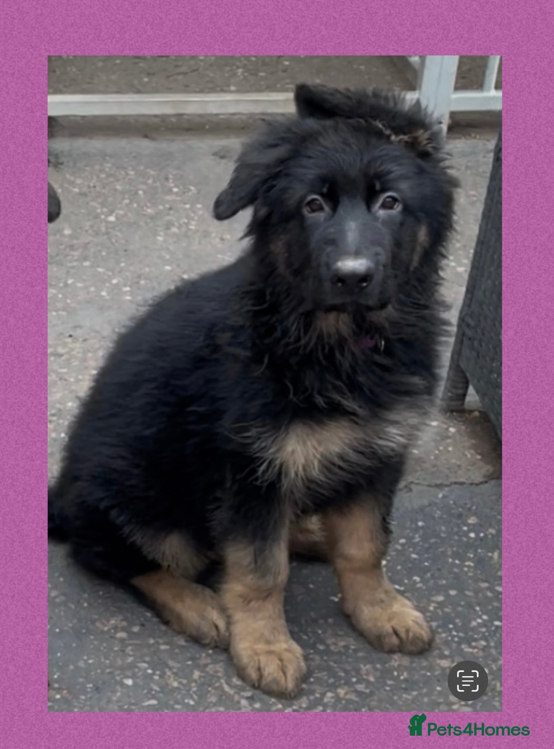 German Shepherd dogs for sale: German Shepherd puppies 💜🩵❤️ - Image 3
