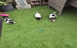 Jack Russell dogs for sale: Jack Russel puppies  - Image 10
