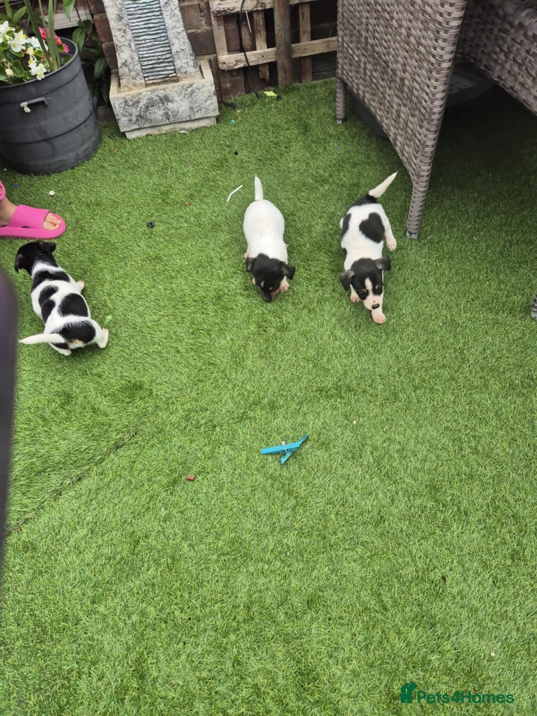 Jack Russell dogs for sale: Jack Russel puppies  - Image 10