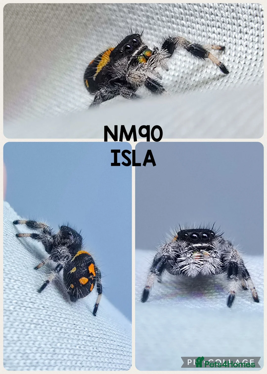 Spiders invertebrates for sale: Phidippus regius jumping spider - Advert 6