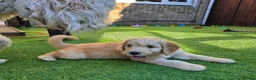 Goldendoodle dogs for sale: 🦮 Adorable F3 Goldendoodle. Parents DNA clear. - Advert 9