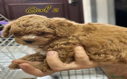 Shihpoo dogs for sale: 🐾 Toy Poodle x Shihpoo Puppies for Sale - Image 6
