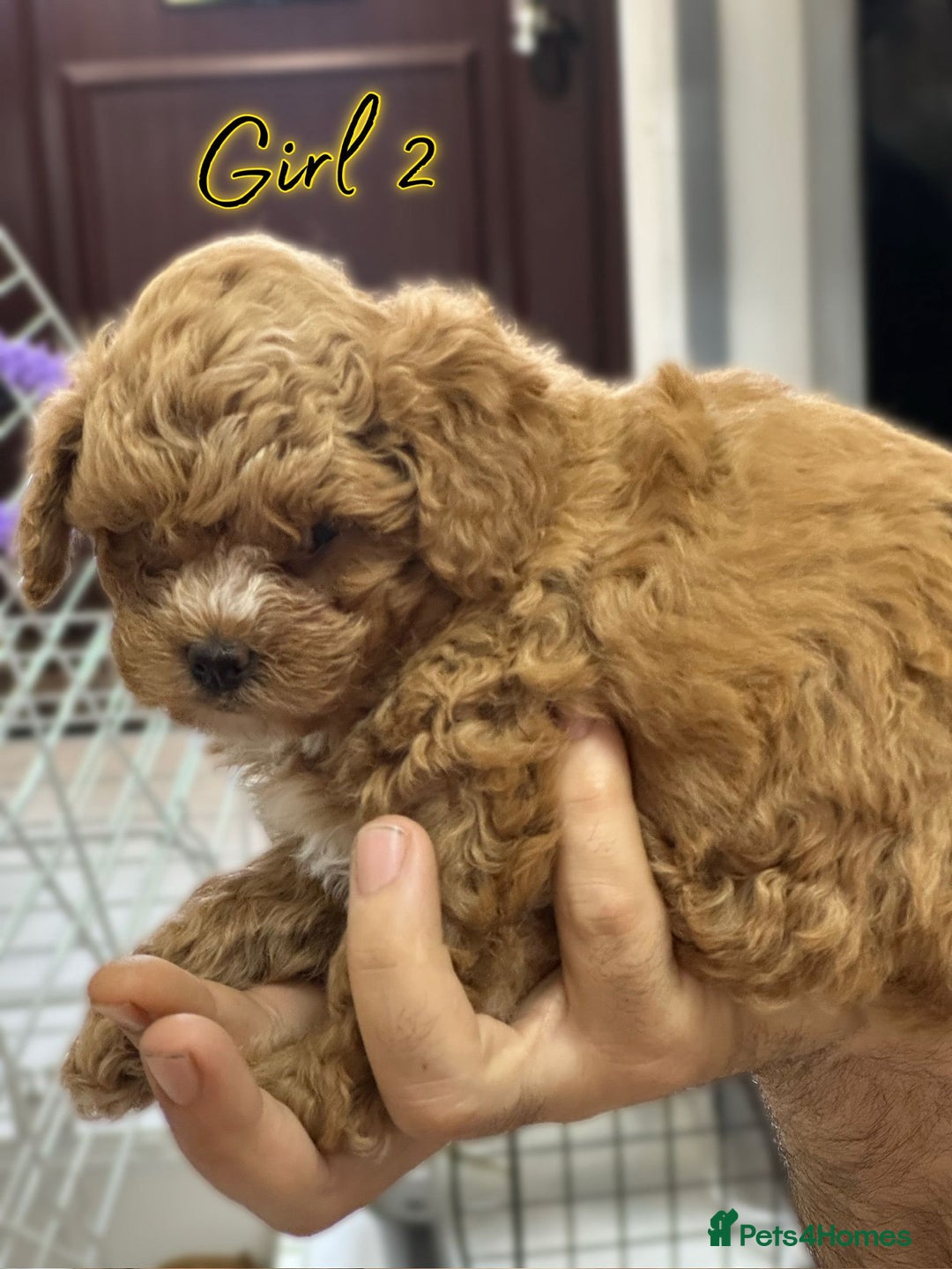 Shihpoo dogs for sale: 🐾 Toy Poodle x Shihpoo Puppies for Sale - Image 6