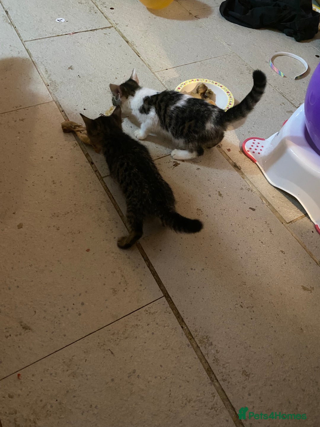 Mixed Breed cats for sale: kittens Bengal x microchipped flea/worm.insured.  - Image 24