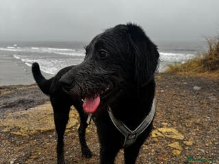 Labradoodle dogs Labradoodle - Advert 1