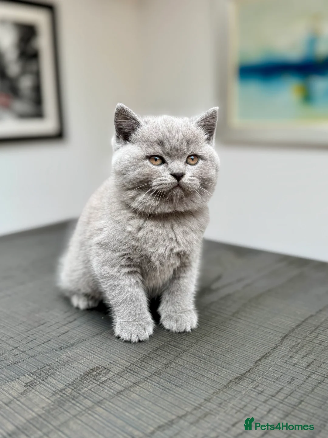 British Shorthair cats for sale: Stunning Pedigree British Shorthair Kittens - Advert 6