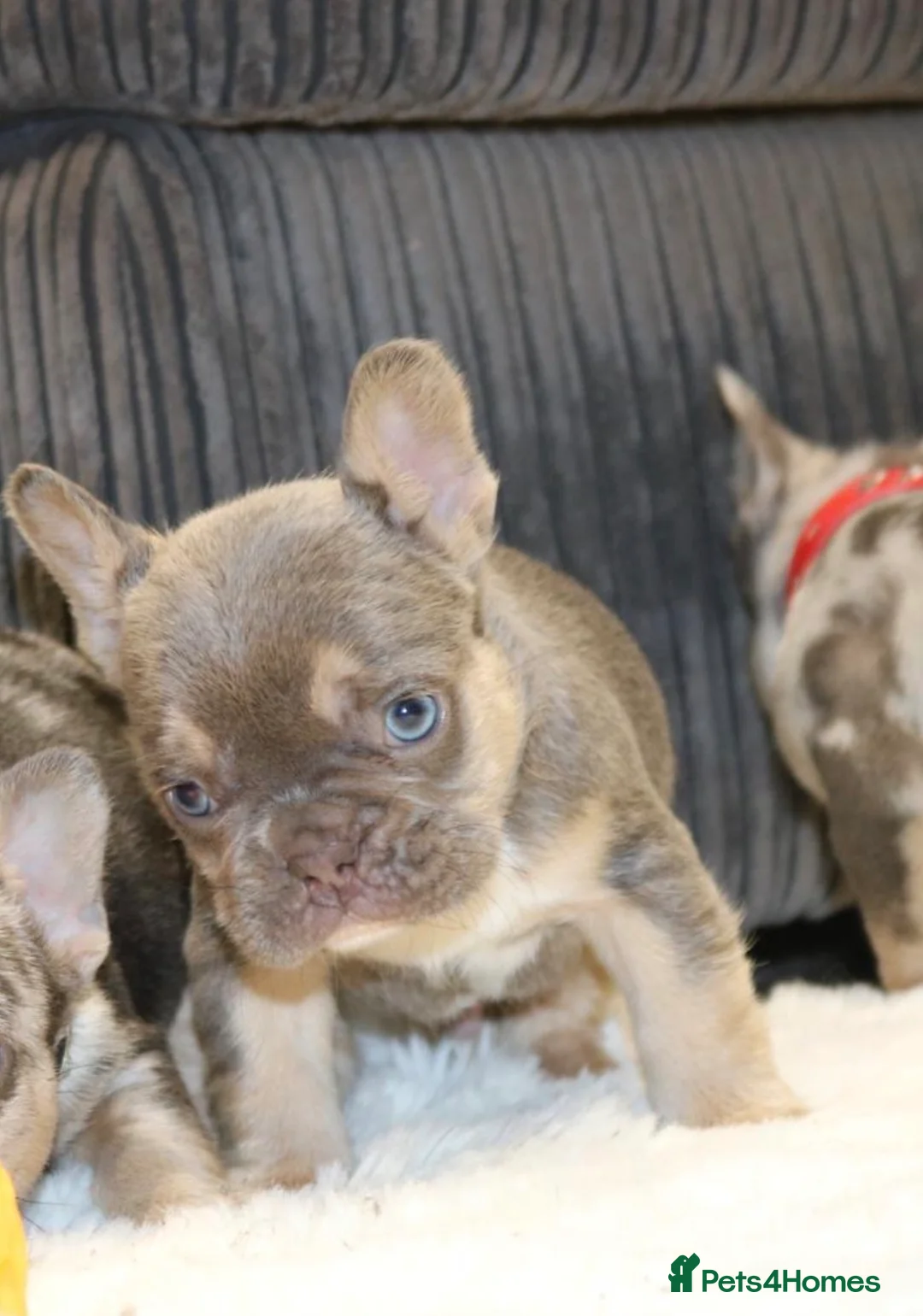 French Bulldog dogs for sale: Stunning Male frenchies - Merle & Lilac tan 💫  - Advert 5