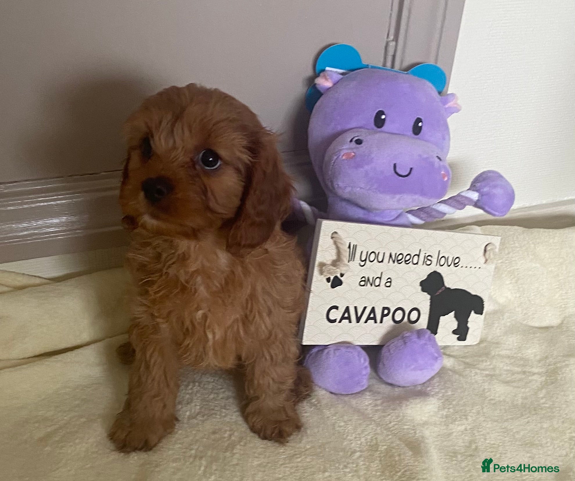Cavapoo dogs Gorgeous Pretty F2 Cavapoo Puppies 🐾 - Advert 12