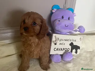 Cavapoo dogs Gorgeous Pretty F2 Cavapoo Puppies 🐾 - Advert 12