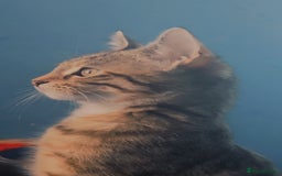 Domestic Shorthair cats for sale: Adorable Female Kitten Looking for a Home 🐾 - Image 3