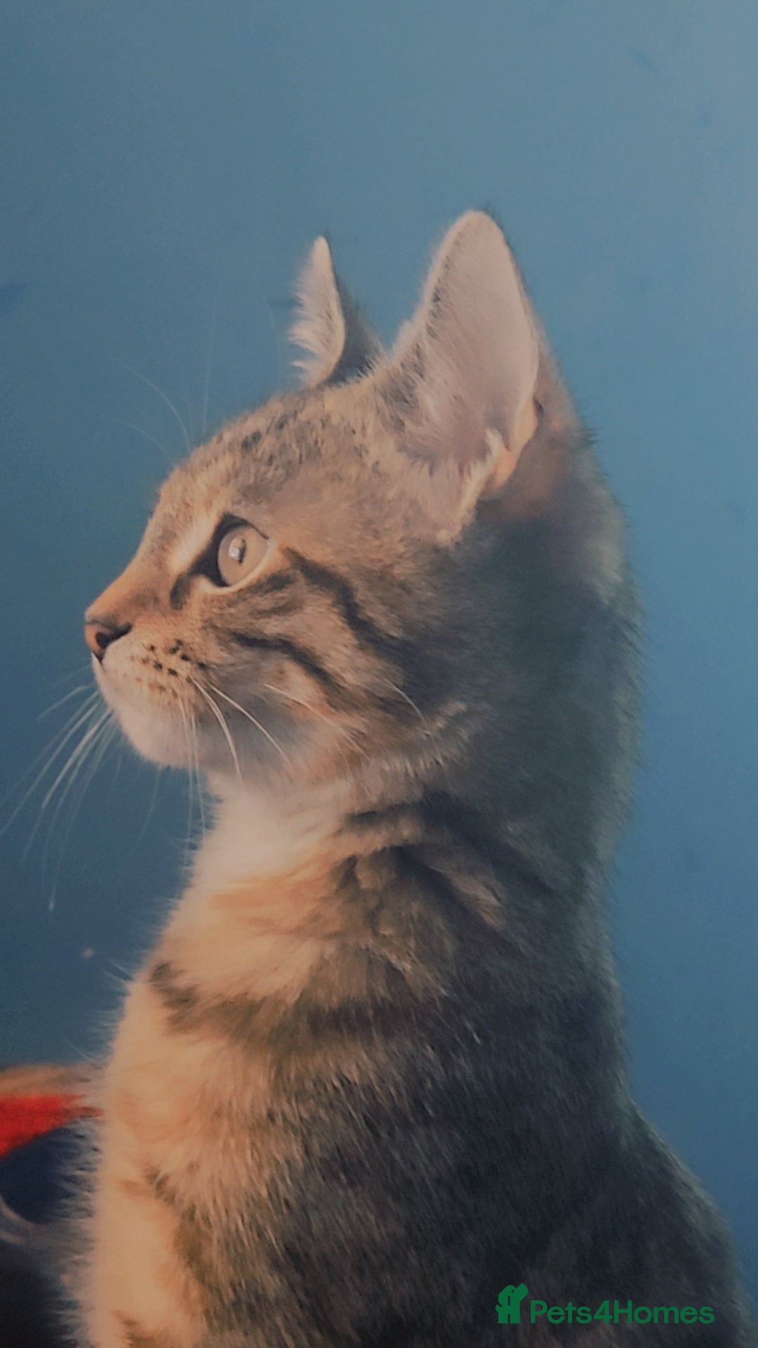 Domestic Shorthair cats for sale: Adorable Female Kitten Looking for a Home 🐾 - Image 3