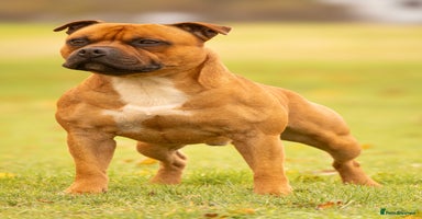 Staffordshire Bull Terrier dogs 🥨 Crufts Qualified Red SBT Stud 🥨 - Advert 5