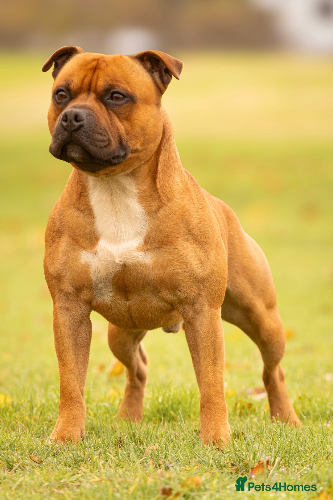 Staffordshire Bull Terrier dogs for stud: 🥨 Crufts Qualified Red SBT Stud 🥨 - Advert 2