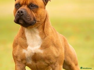 Staffordshire Bull Terrier dogs 🥨 Crufts Qualified Red SBT Stud 🥨 - Advert 14
