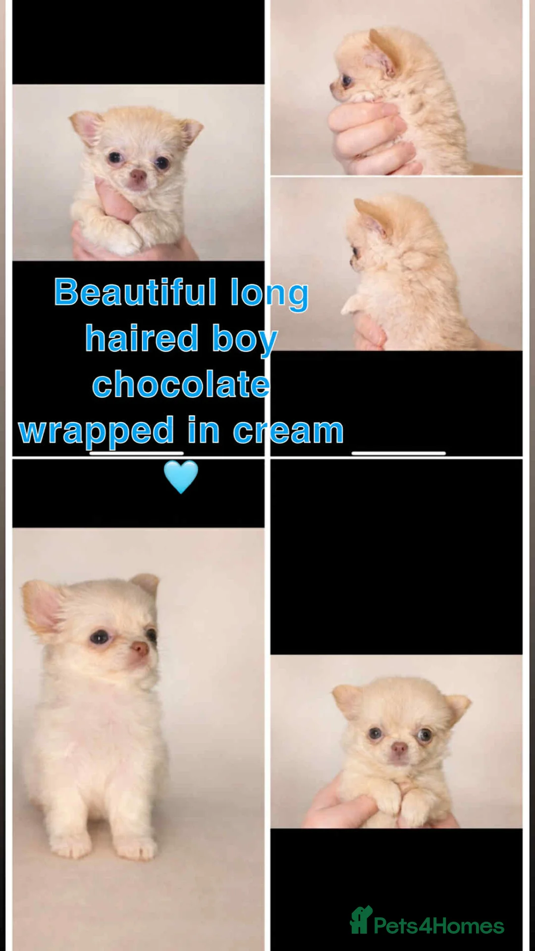 Chihuahua dogs for sale: Long haired chihuahua puppies for sale - Advert 7