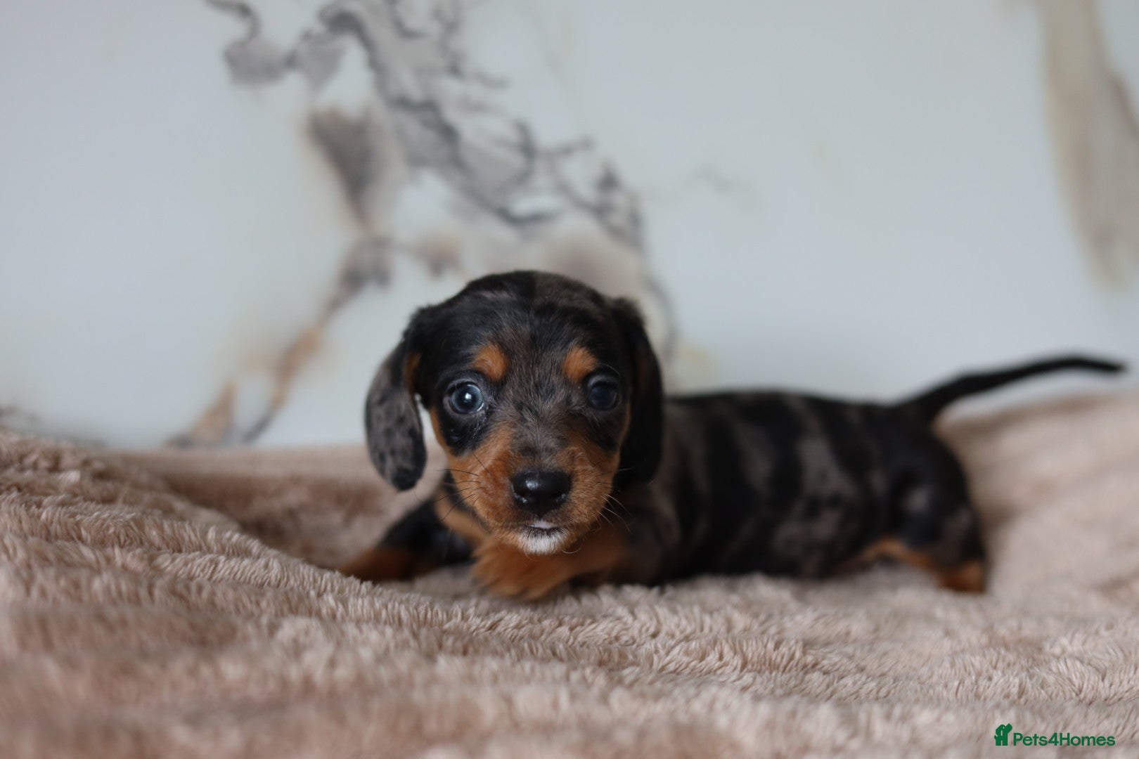 Mixed Breed dogs Cavapoo x Dachshund puppies  - Advert 5
