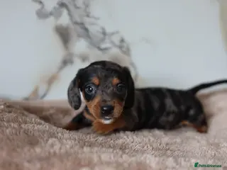 Mixed Breed dogs Cavapoo x Dachshund puppies - Advert 5