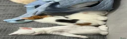 Mixed Breed cats for sale: Snowy kitten and calico  - Advert 2