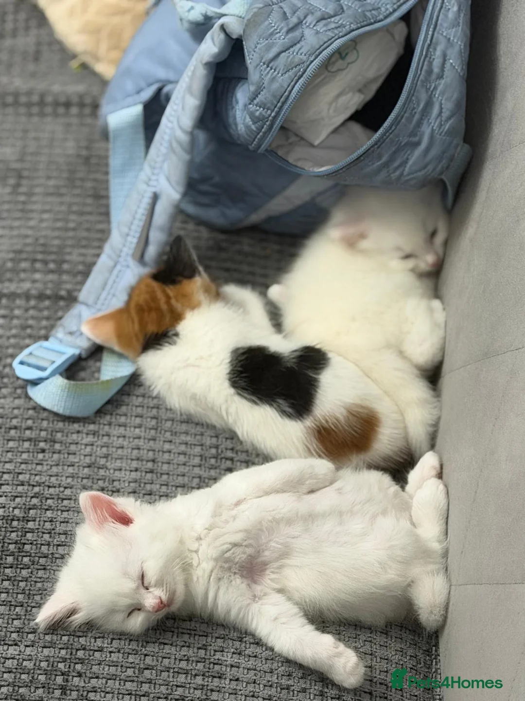 Mixed Breed cats for sale: Snowy kitten and calico  - Advert 2