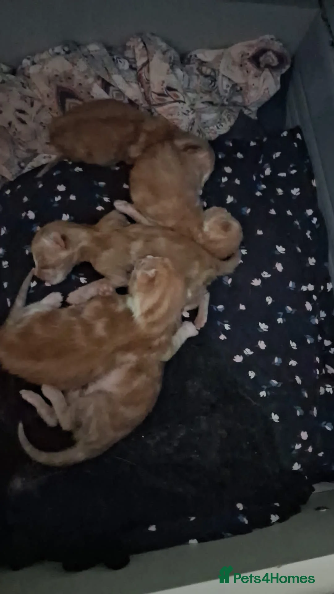 Mixed Breed cats for sale: 5 ginger kittens available at 8-9weeks   - Advert 2