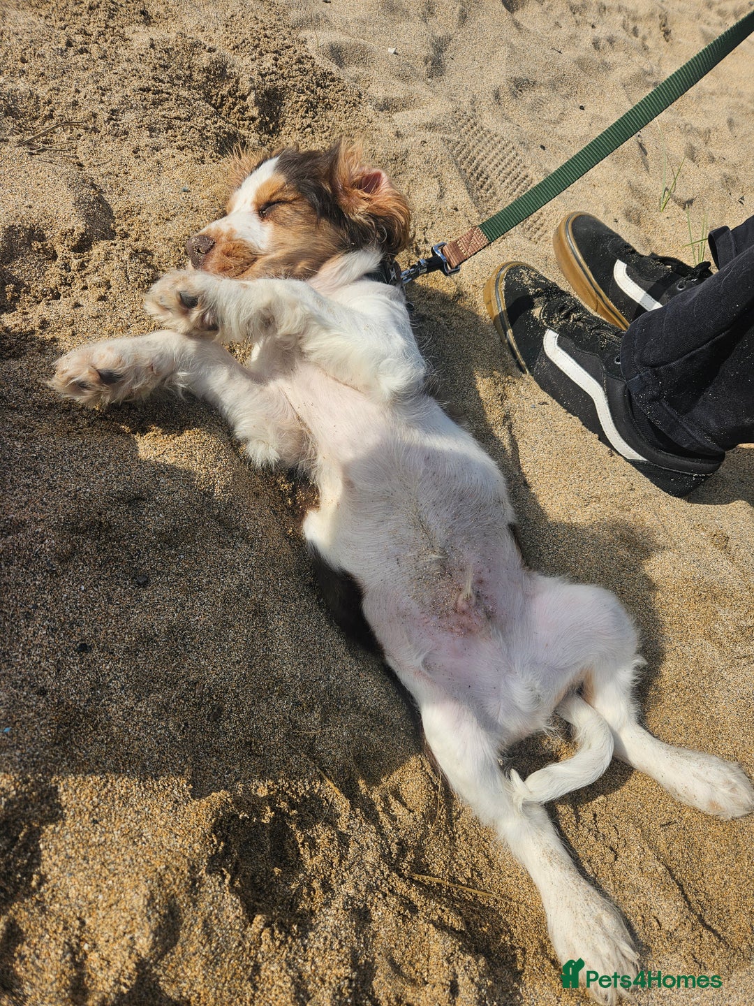 Cocker Spaniel dogs for sale: 17 week Cocker Spaniel - Advert 4