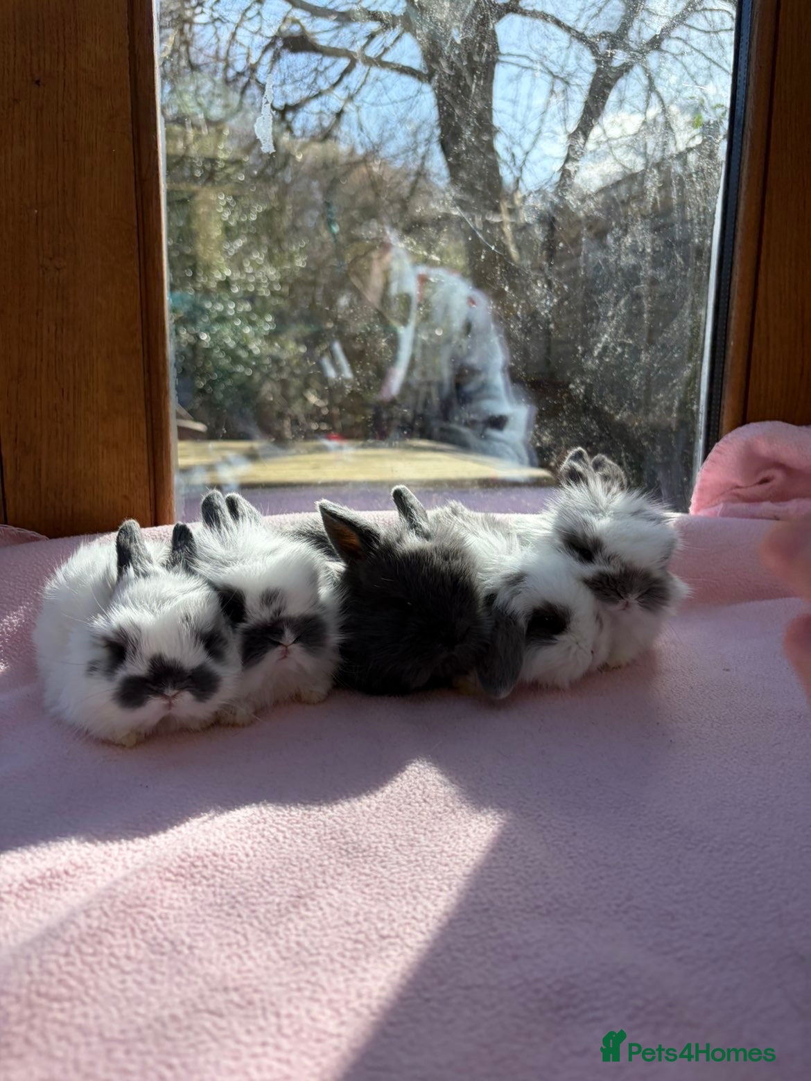 Mini Lion Lop rabbits Lion head/mini lop bunnies  - Advert 1